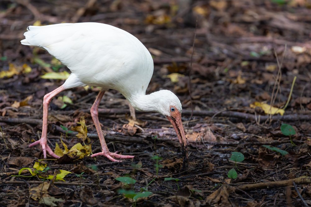 american-white-ibis-north-florida-silver-springs-state-park-foraging-ground-feeding-wildlife-photographer.jpg