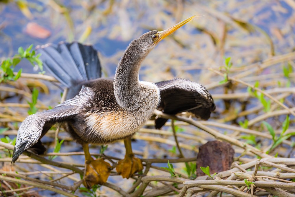 anhinga-american-darter-bird-snakebird-water-turkey-florida-silver-springs-state-park-wildlife.jpg