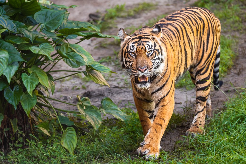 animal-kingdom-disneyworld-theme-park-zoo-bengal-tiger-pacing-female-large-big-cat-conservation-wildlife.jpg