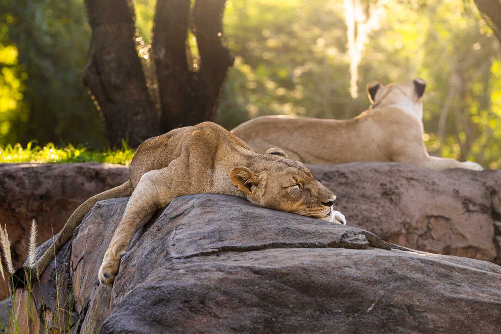 animal-kingdom-orlando-florida-sleeping-lioness-safari-ride-park-disneyworld-zoo-attractions-blog-photos.jpg