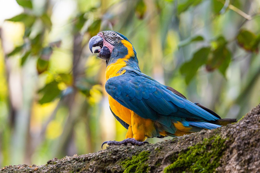 blue-throated-macaw-rare-parrot-zoo-animal-kingdom-wildlife-animal-theme-park-free-flight-bird-show-photographer-blog.jpg