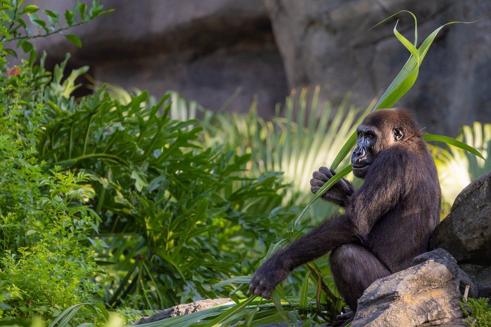 animal-kingdom-theme-park-zoo-disneyworld-orland-florida-gorilla-forest-female-morning-photography-photographer.jpg