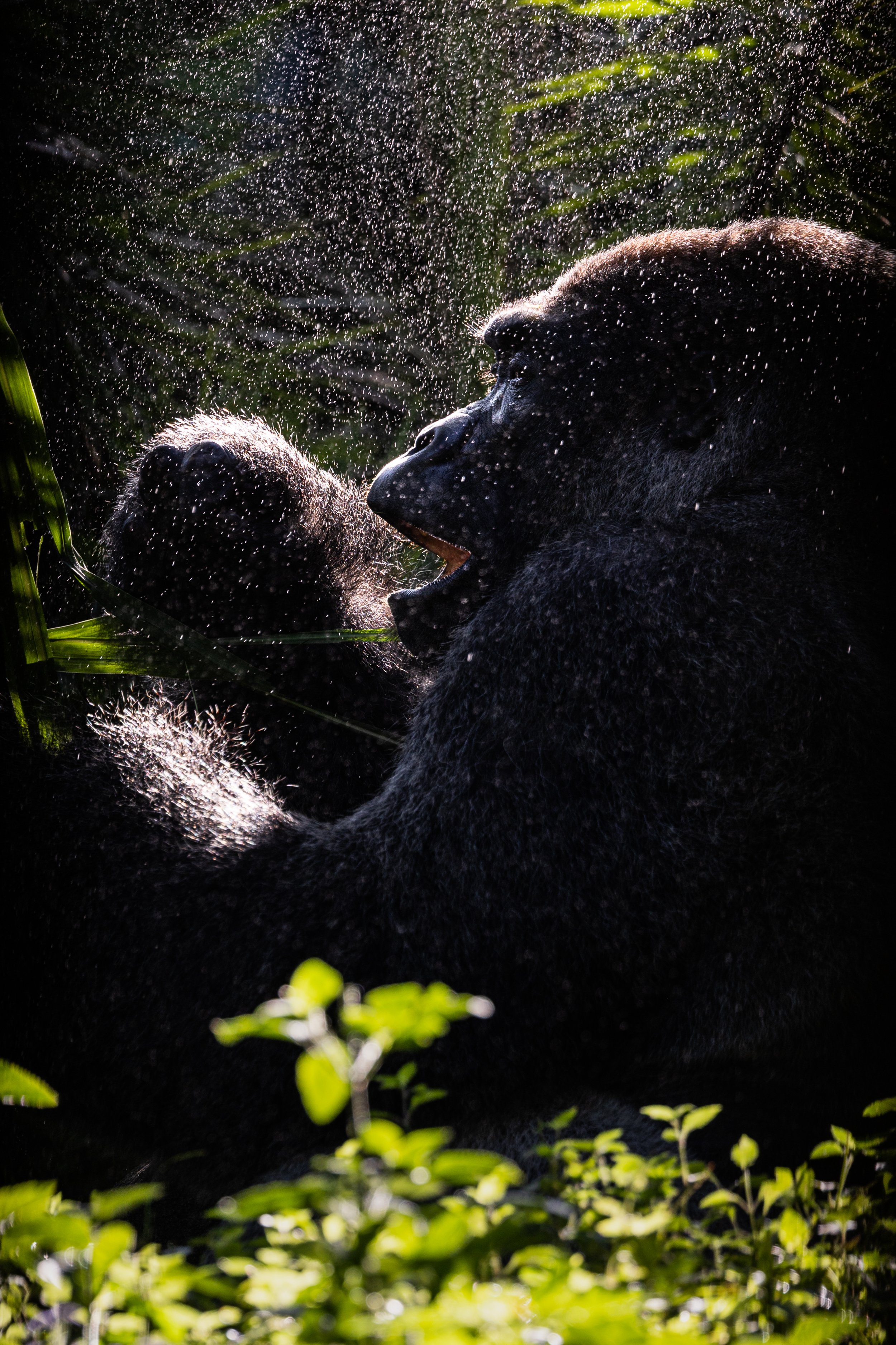 animal-kingdom-disneyworld-orlando-florida-male-silverback-gorilla-waterfall-backlit-fine-art-animal-photography-eating-zoo-wildlife.jpg