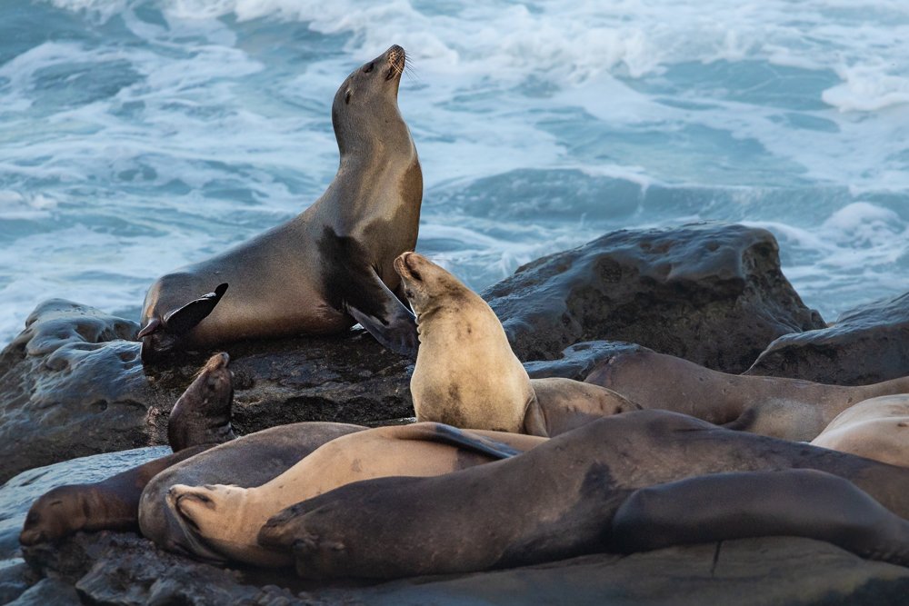 sunrise-dawn-sea-lions-la-jolla-cove-san-diego-wildlife-california.jpg