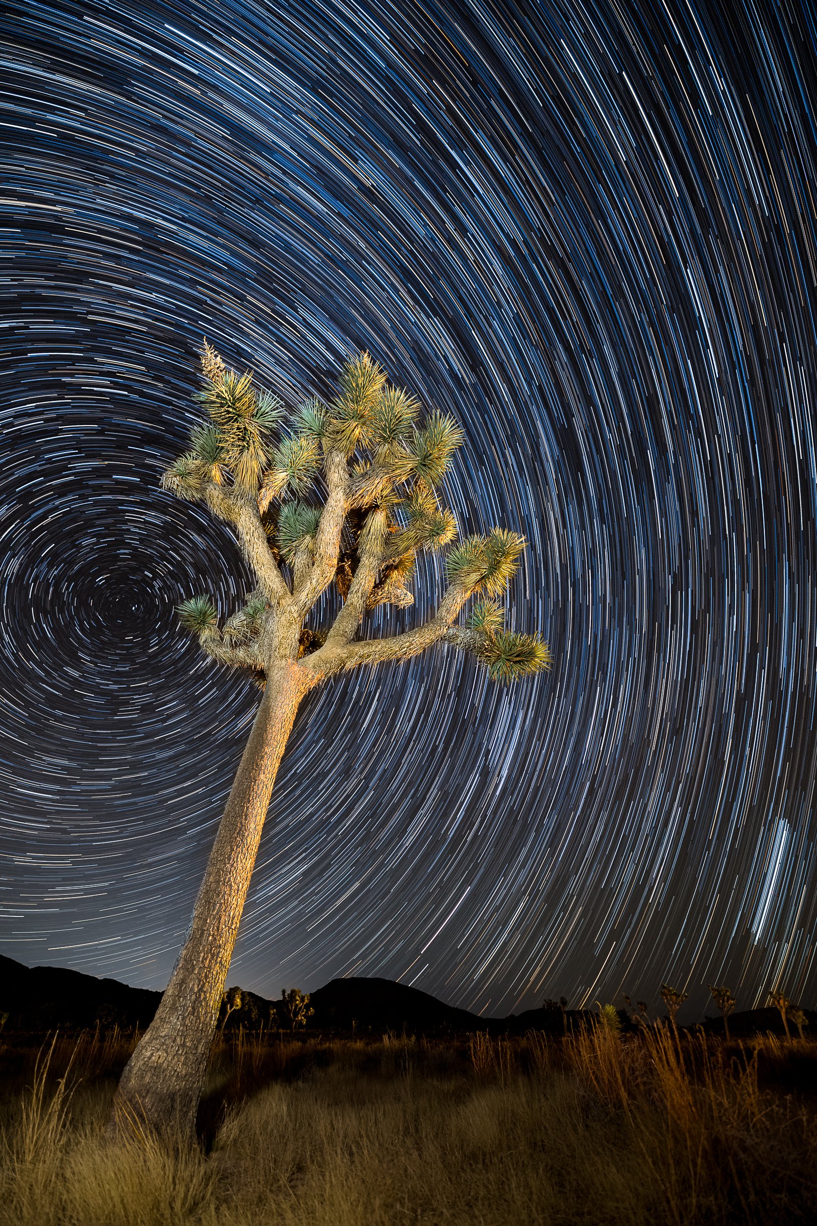 joshua-tree-national-park-startrail-star-trails-amalia-bastos-night-photography-long-exposure-print-art.jpg