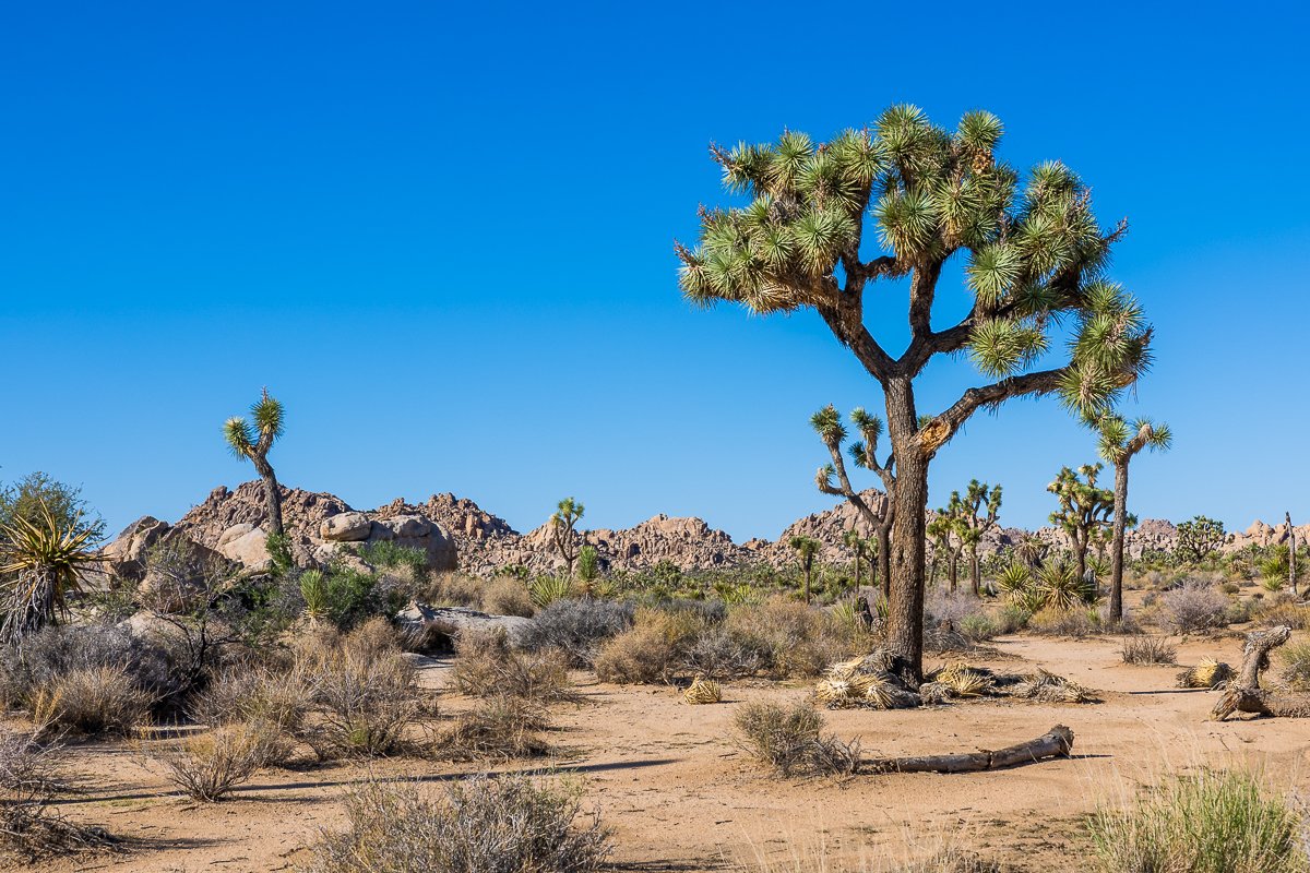 desert-mojave-joshua-tree-national-park-hall-of-horrors-foreground-travel-photographer-california.jpg