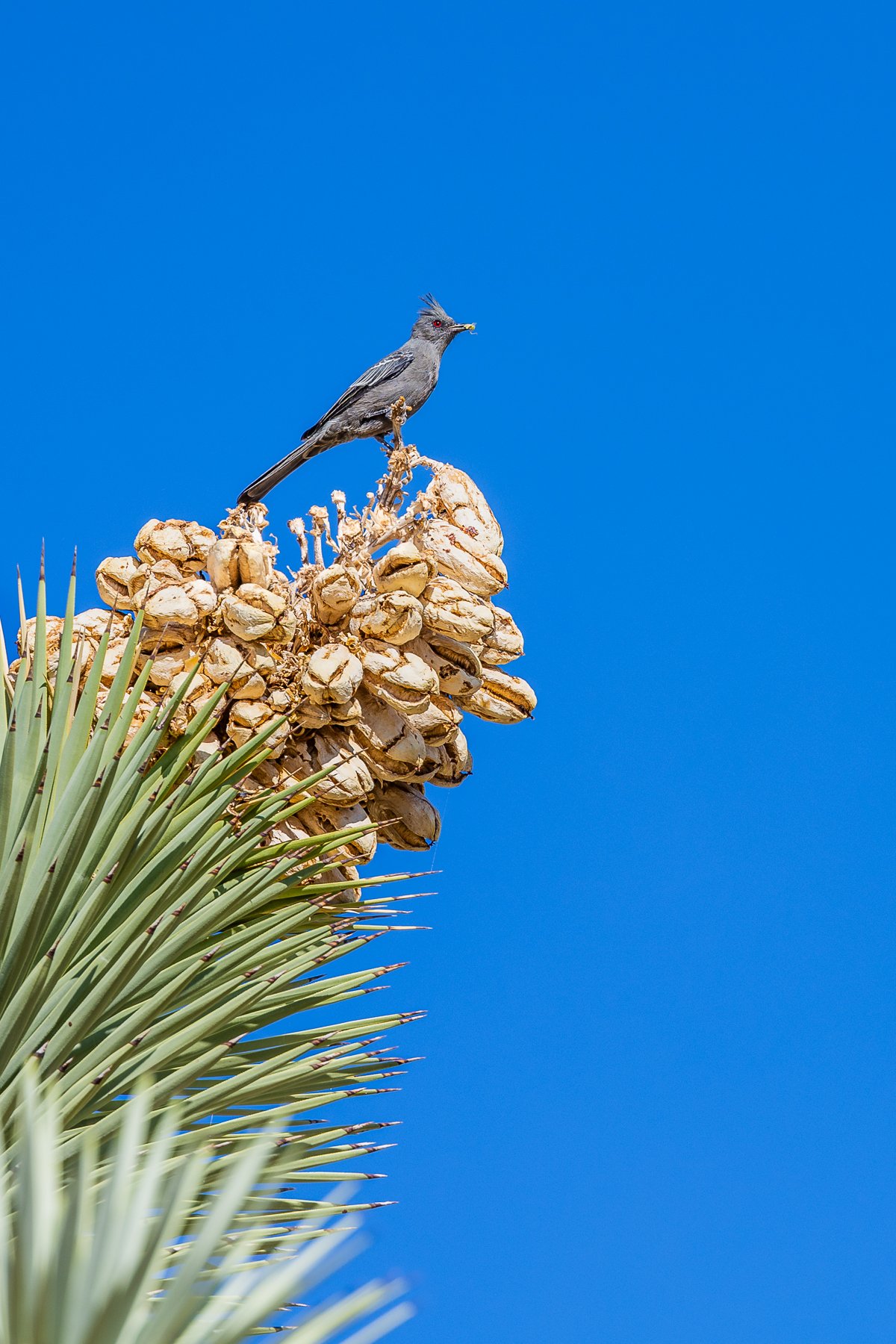 grey-crest-bird-phainopepla-joshua-tree-national-park-california-CA-usa-southern-birdwatching-avian-birds.jpg