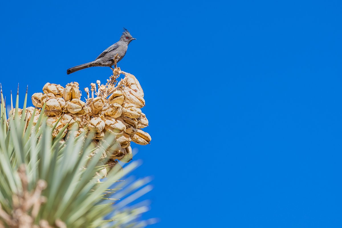 phainopepla-female-grey-bird-crest-joshua-tree-national-park-red-eyes-birdwatching.jpg