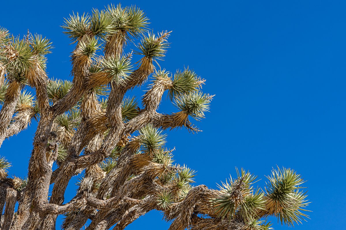 joshua-tree-national-park-texture-leaves-branches-blue-sky-detail-travel-photographer-mojave-desert.jpg