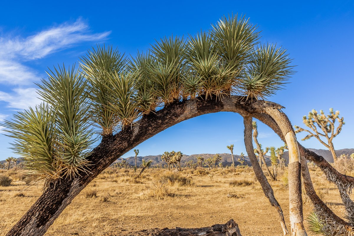 detail-brances-joshua-tree-national-park-plant-mojave-desert-southern-california-USA-travel-photographer.jpg
