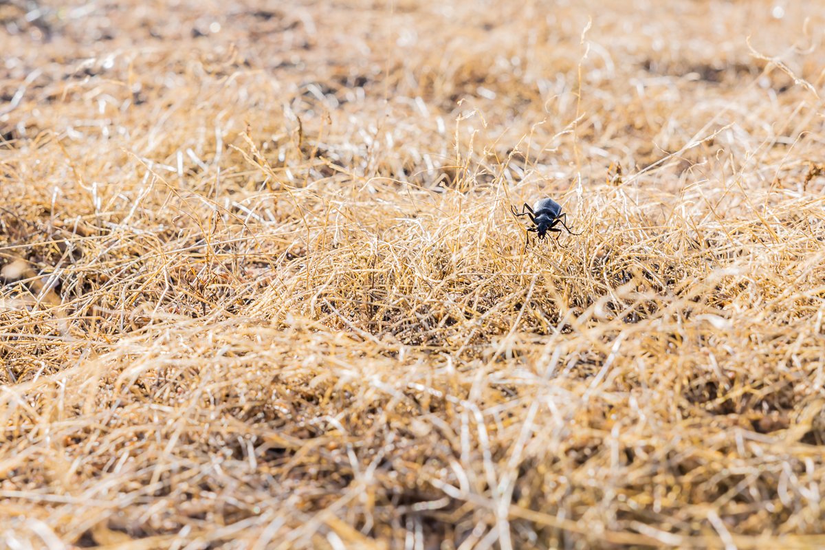 beetle-joshua-tree-national-park-fauna-detail-mojave-desert-vegetation-ground-grass.jpg