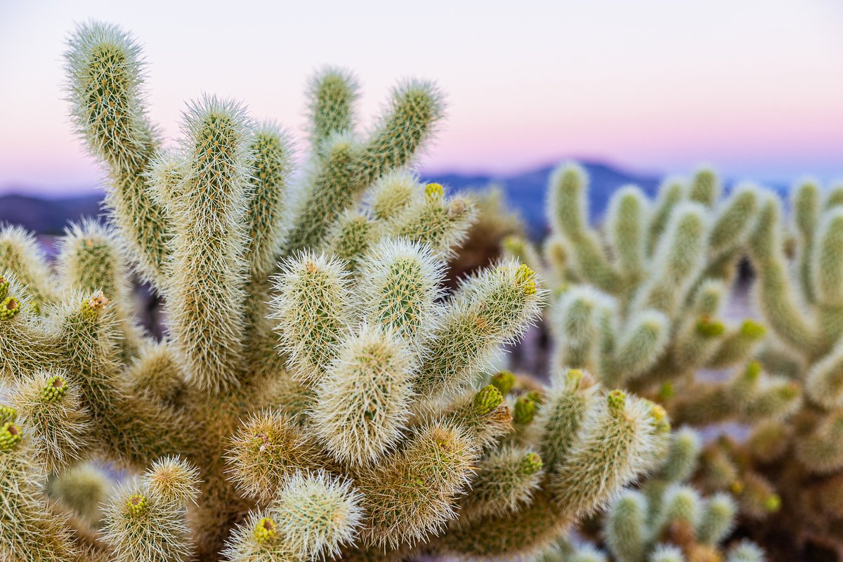 teddy-cholla-cactus-garden-sunset-photography-close-up-cacti-joshua-tree-national-park.jpg