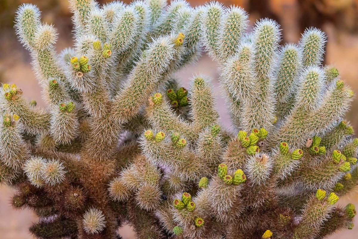 teddy-bear-cholla-cactus-garden-joshua-tree-national-park-southern-california-USA.jpg