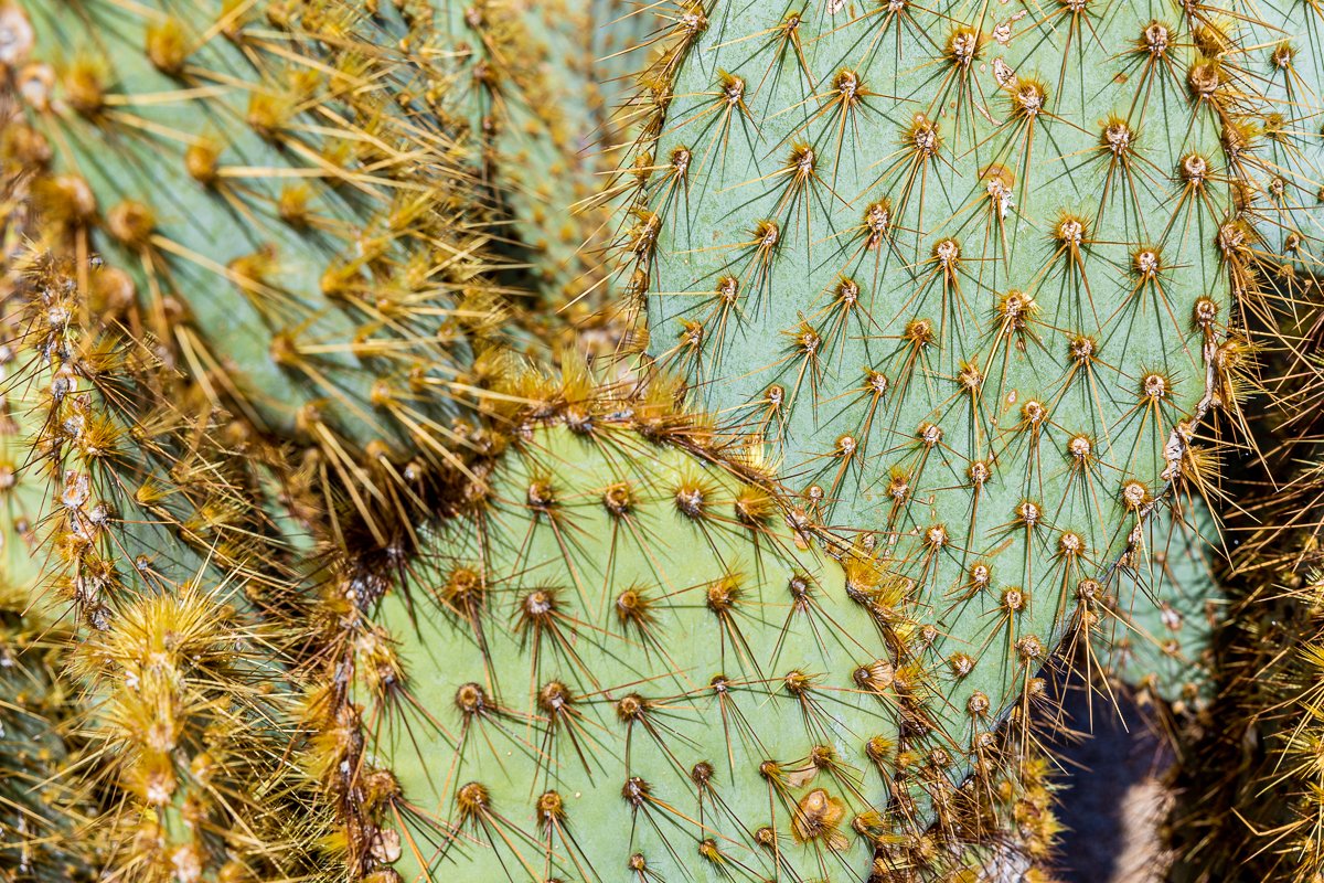 detail-cactus-joshua-tree-national-park-mojave-desert-vegetation-cacti-macro-plant-photographer-art-print.jpg