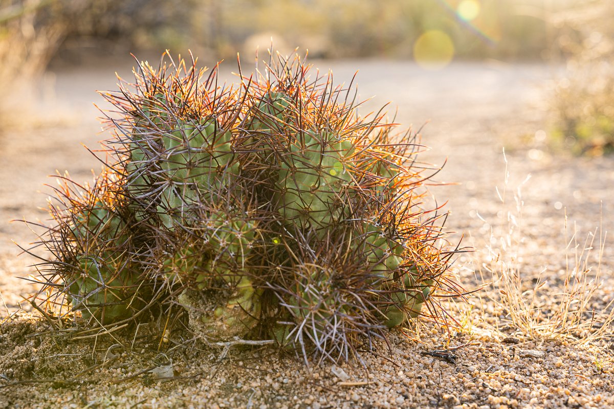 barker-dam-morning-cactus-macro-detail-walk-travel-photography-loop.jpg