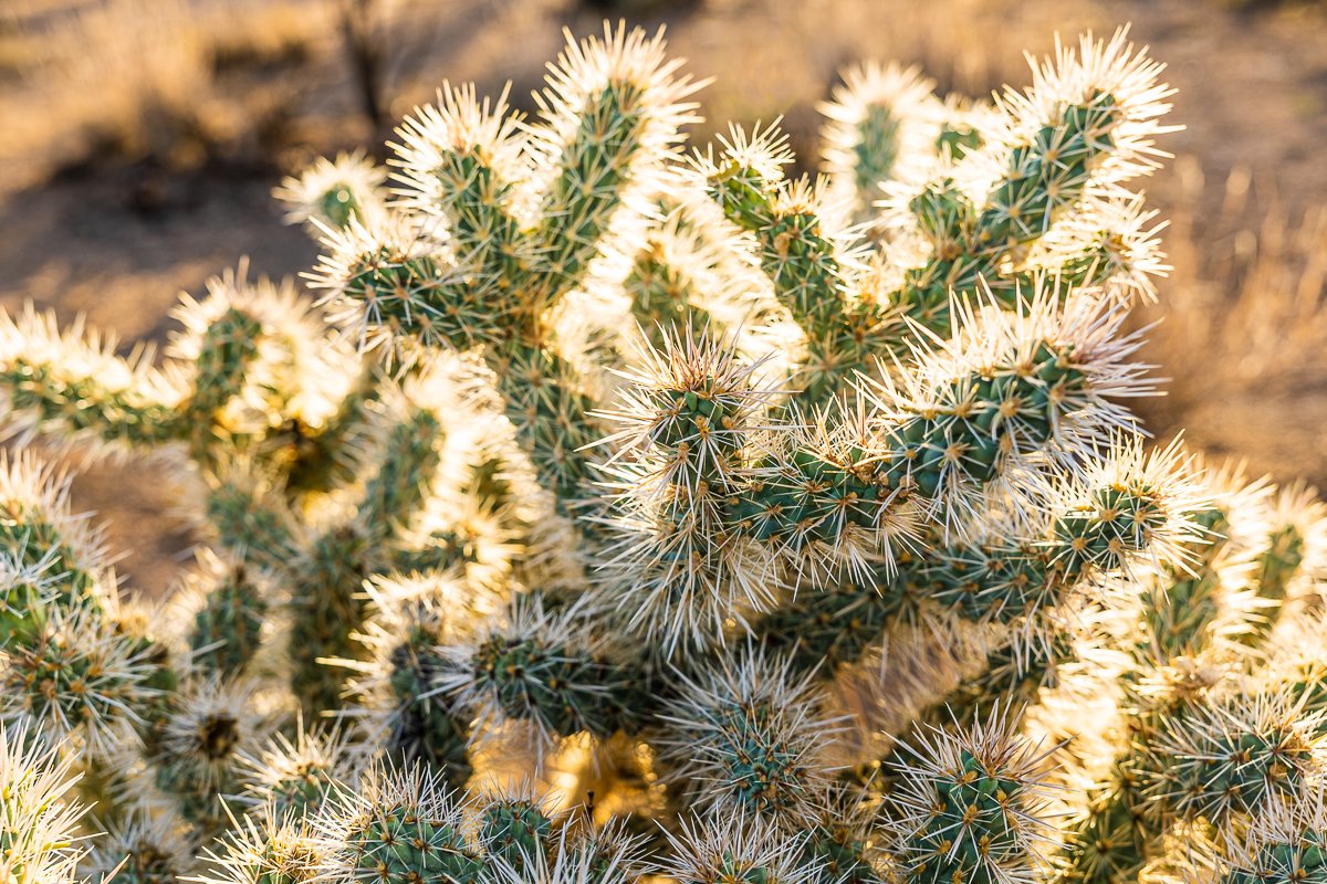 pencil-cholla-cactus-joshua-tree-national-park-california-usa-travel-trip-tourism.jpg