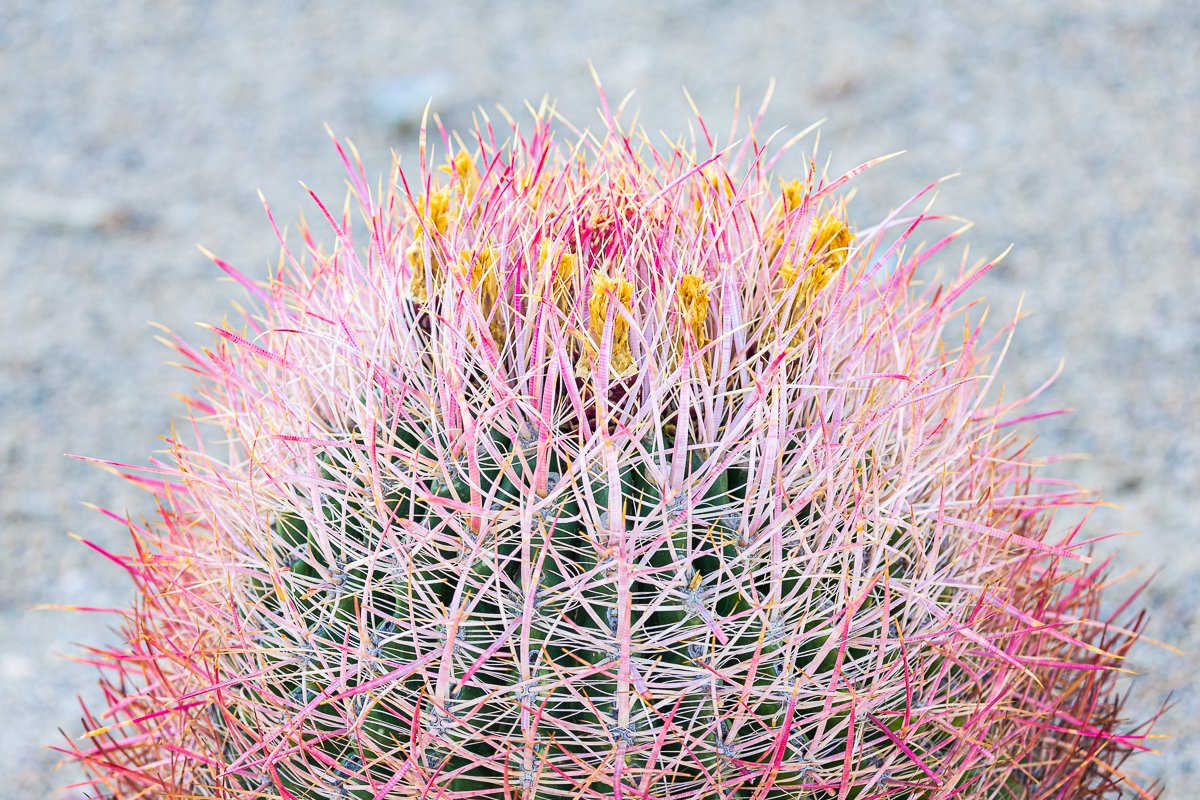 pink-cactus-joshua-tree-national-park-oasis-vegetation-macro-photography-photographer-nature.jpg