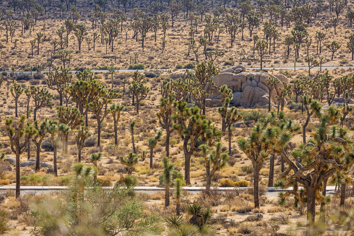 view-roads-joshua-tree-national-park-mojave-desert-southern-california-landscape-arid.jpg