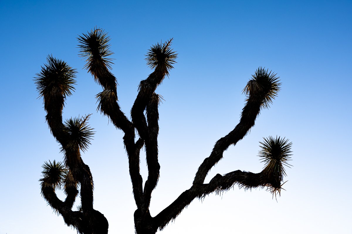 barker-dam-early-morning-joshua-tree-branches-US-national-park-detail-print-fineart-fine-art.jpg