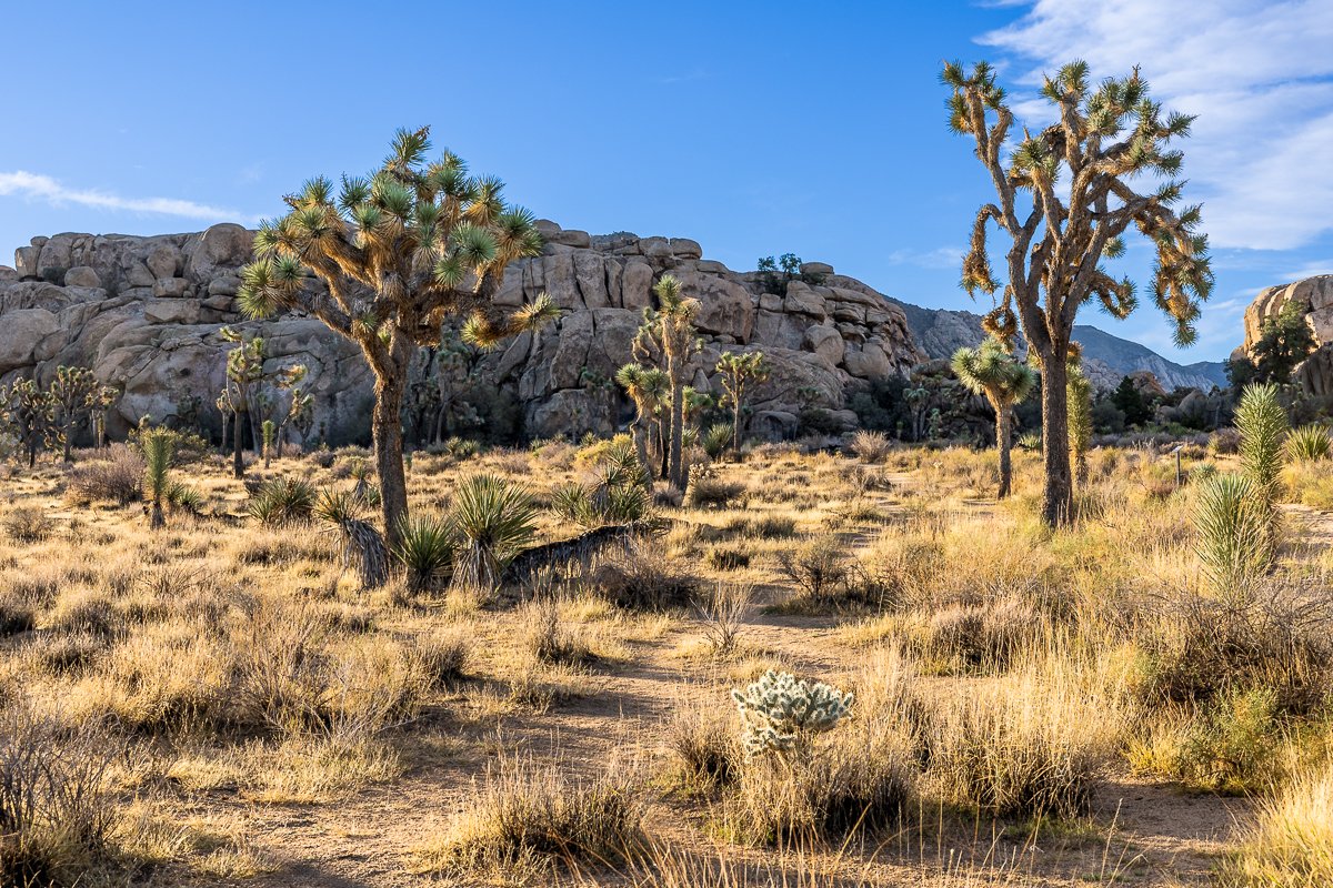 barker-dam-morning-walk-joshua-tree-national-park-loop-mojave-desert-vegetation.jpg