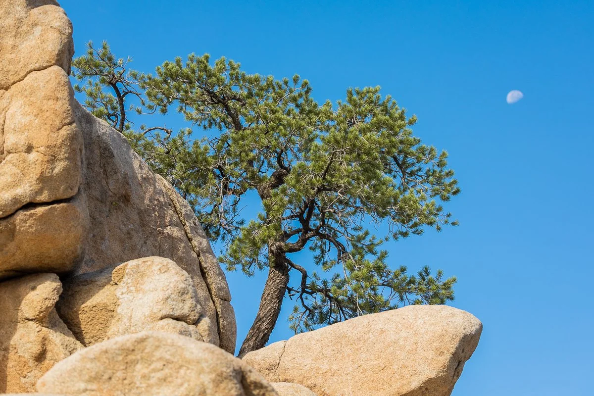 juniper-hidden-valley-nature-trail-plant-moon-walk-early-morning-joshua-tree-national-park.jpg