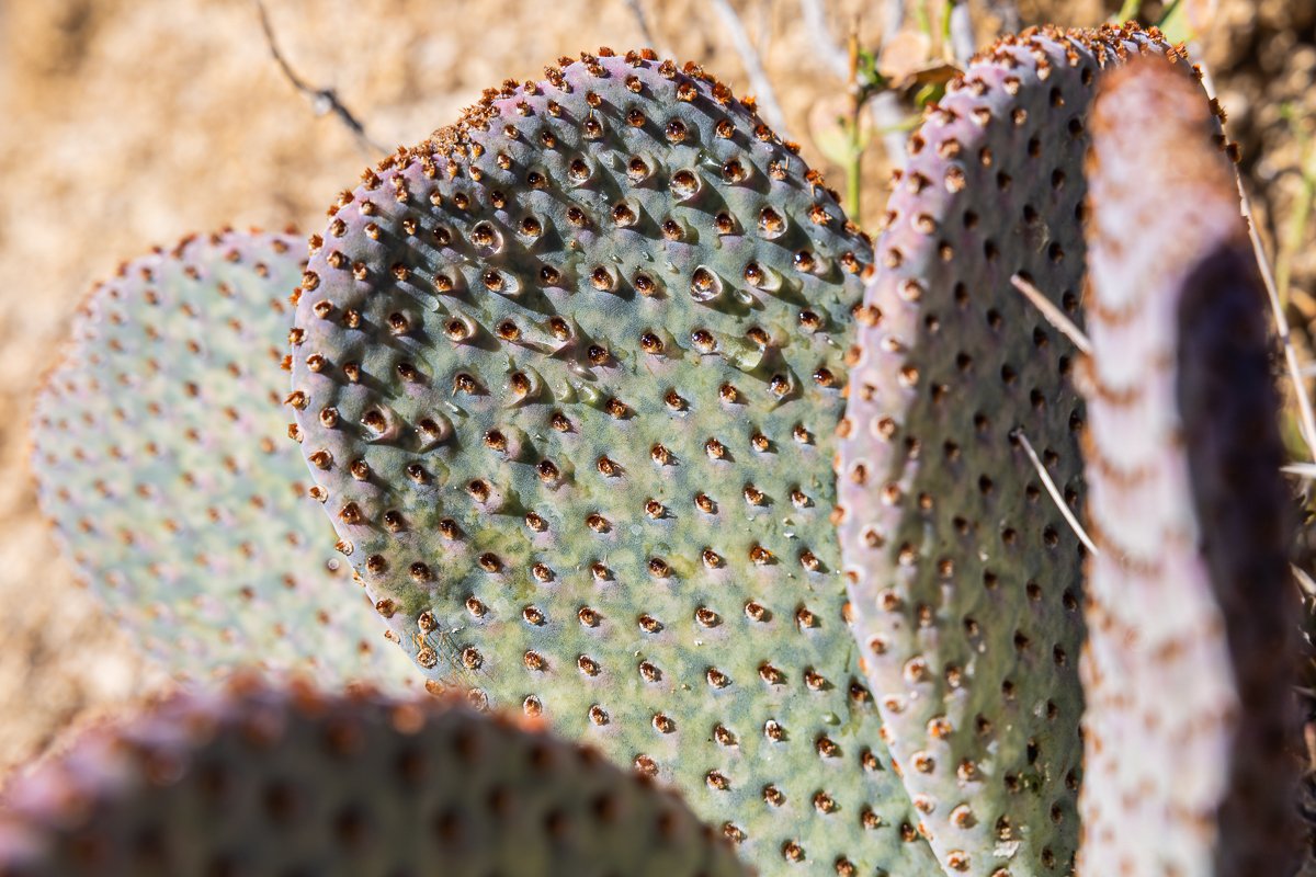 cactus-jumbo-rocks-joshua-tree-national-park-water-succulent.jpg