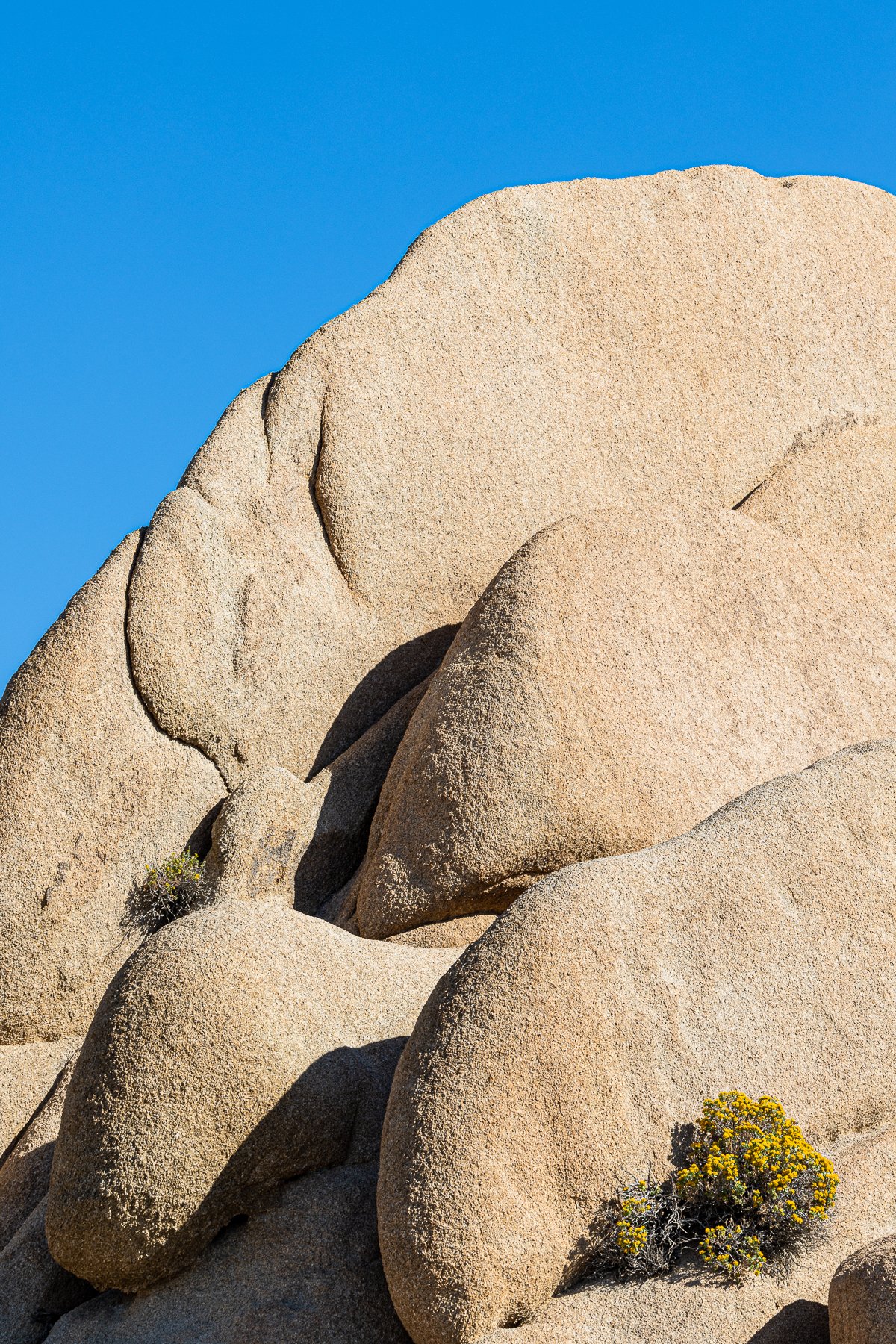 jumbo-rocks-plants-detail-desert-joshua-tree-national-park-bush-mojave-boulders.jpg