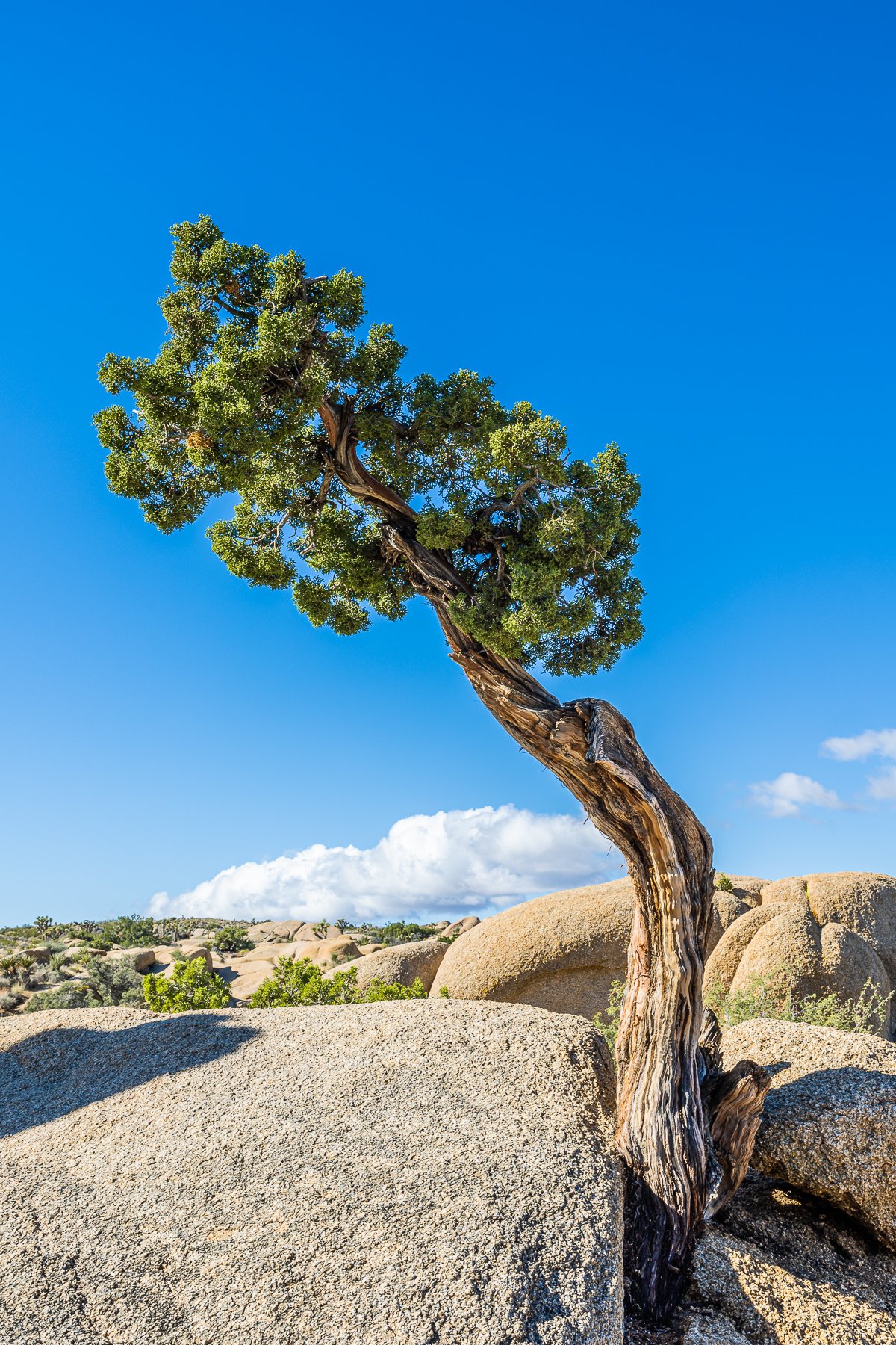 juniper-tree-jumbo-rocks-joshua-tree-national-park-campground-location-penguin-rock.jpg