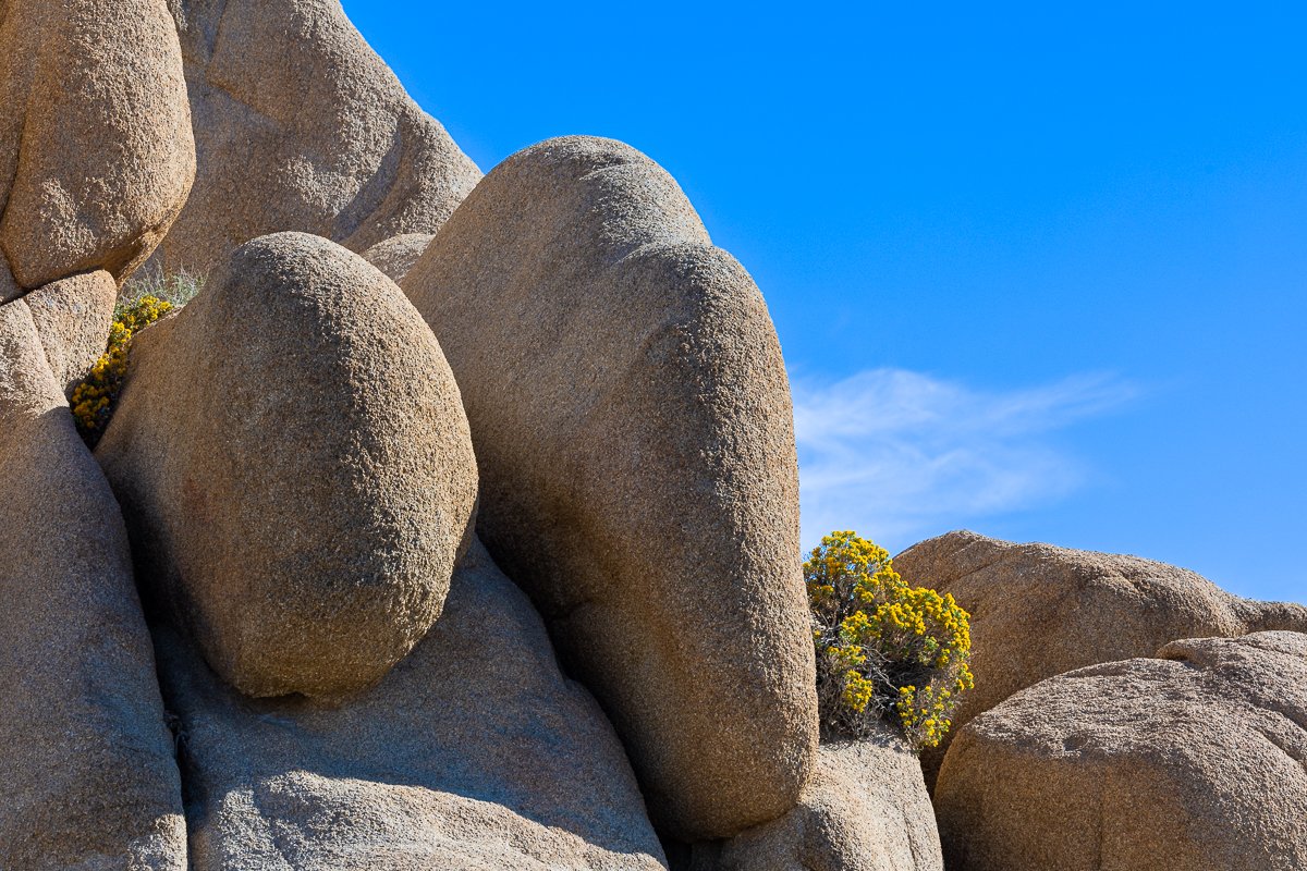 plant-bush-joshua-tree-national-park-boulders-jumbo-rocks-walk-hike.jpg