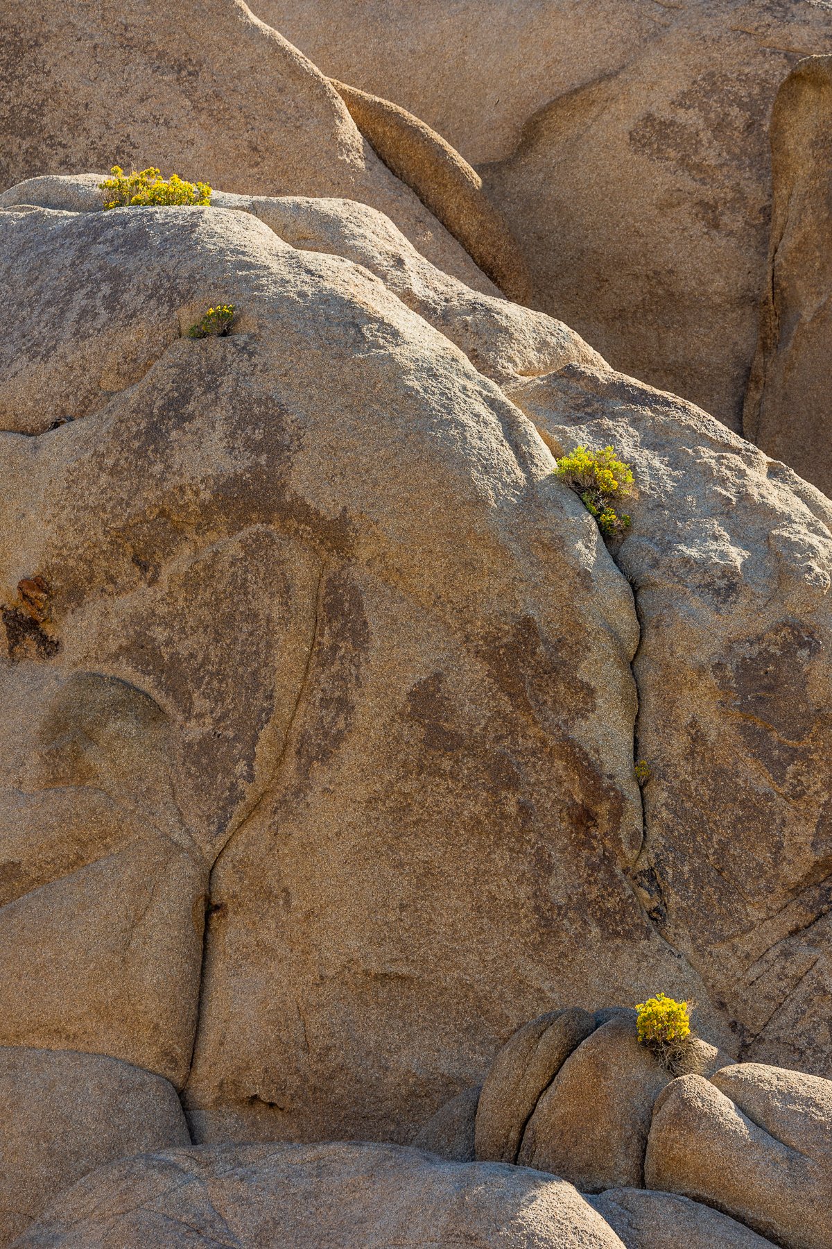 vertical-detail-jumbo-rocks-joshua-tree-national-park-fine-art-print-detail-texture-plants.jpg