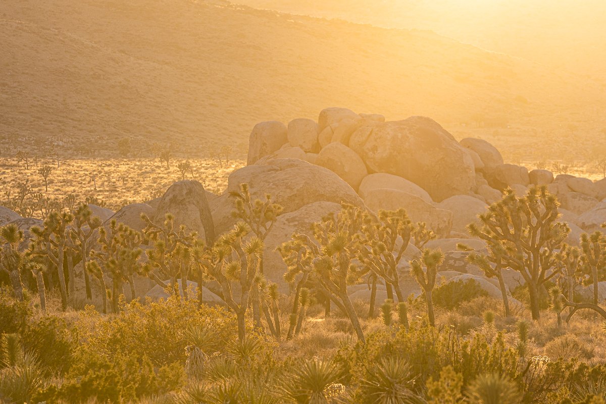 joshua-tree-national-park-sunset-golden-hour-dusk-gold-fine-art-print-USA-california-parks.jpg