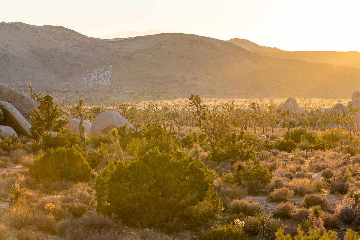 sunset-golden-hour-joshua-tree-national-park-hall-of-horrors-view-gold-light.jpg