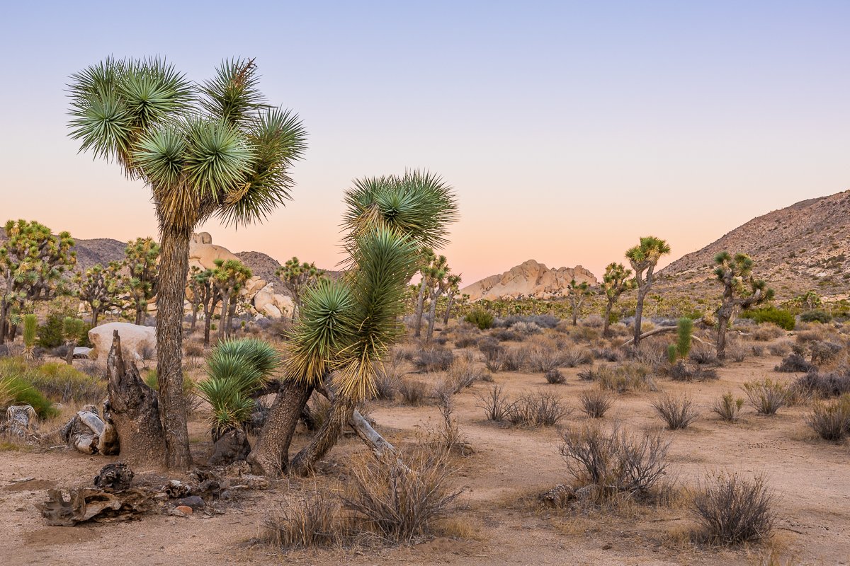 sunset-hall-of-horrors-joshua-tree-national-park-sky-dusk-pink-photography-photographer.jpg