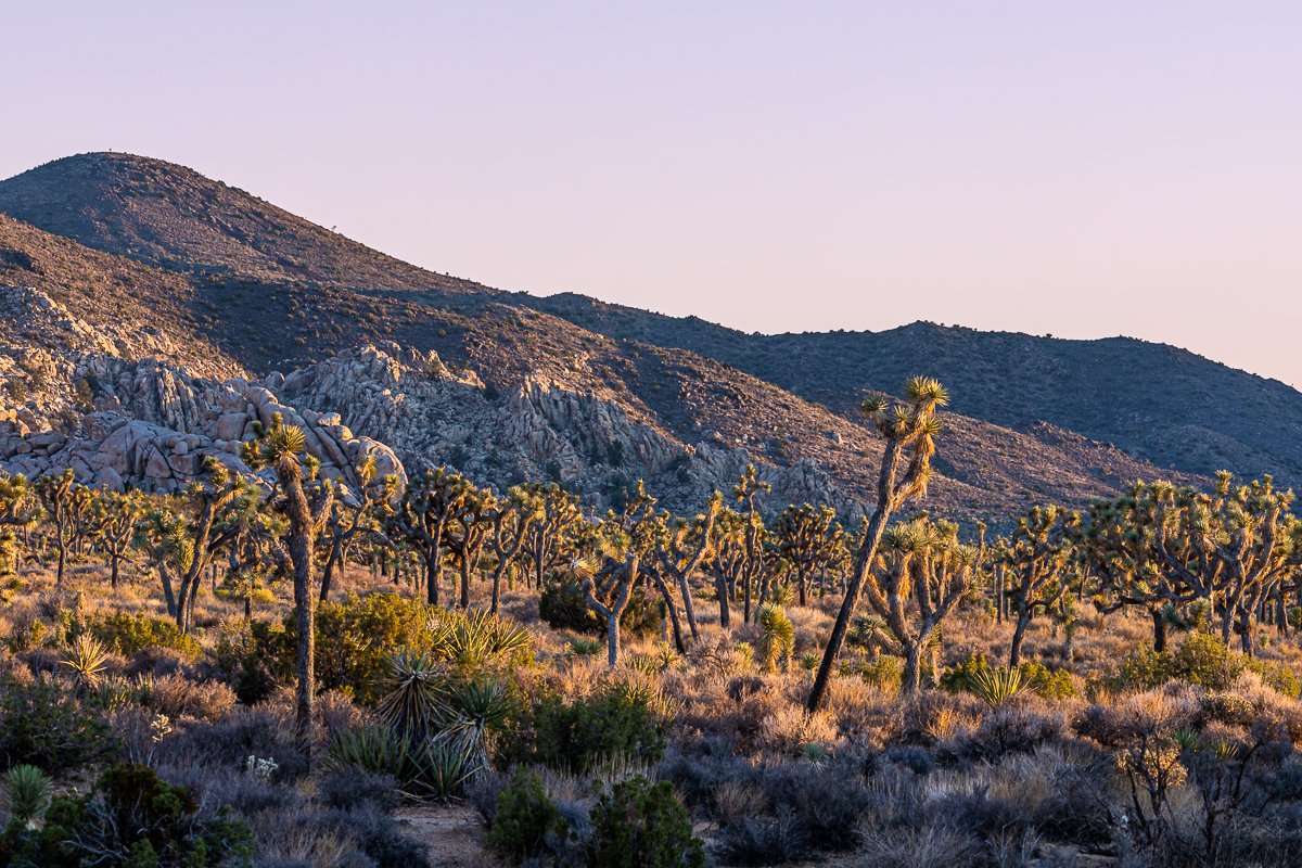 sunset-joshua-tree-hall-of-horrors-national-park-amalia-bastos-photography-landscape.jpg