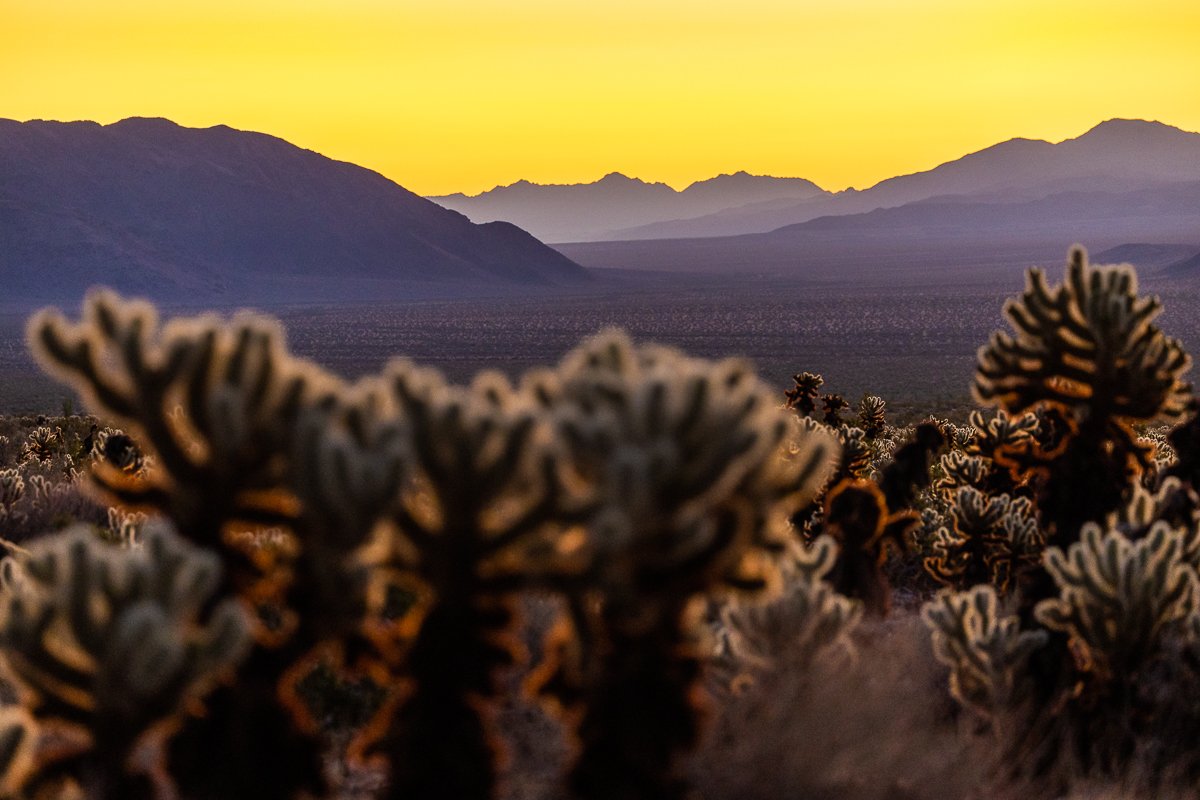 dawn-cholla-cactus-garden-joshua-tree-national-park-photographer-california-travel.jpg