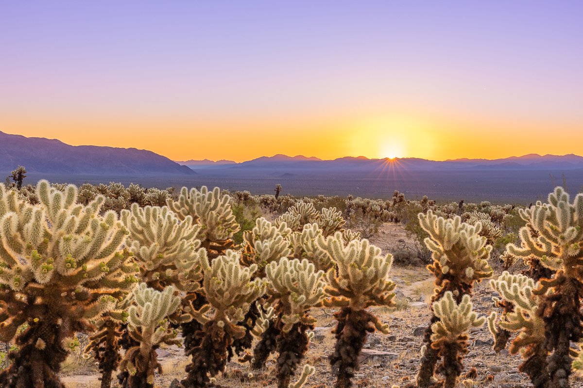 dawn-cholla-cactus-garden-sunrise-joshua-tree-national-park-photography-blog-post-print-fine-art.jpg