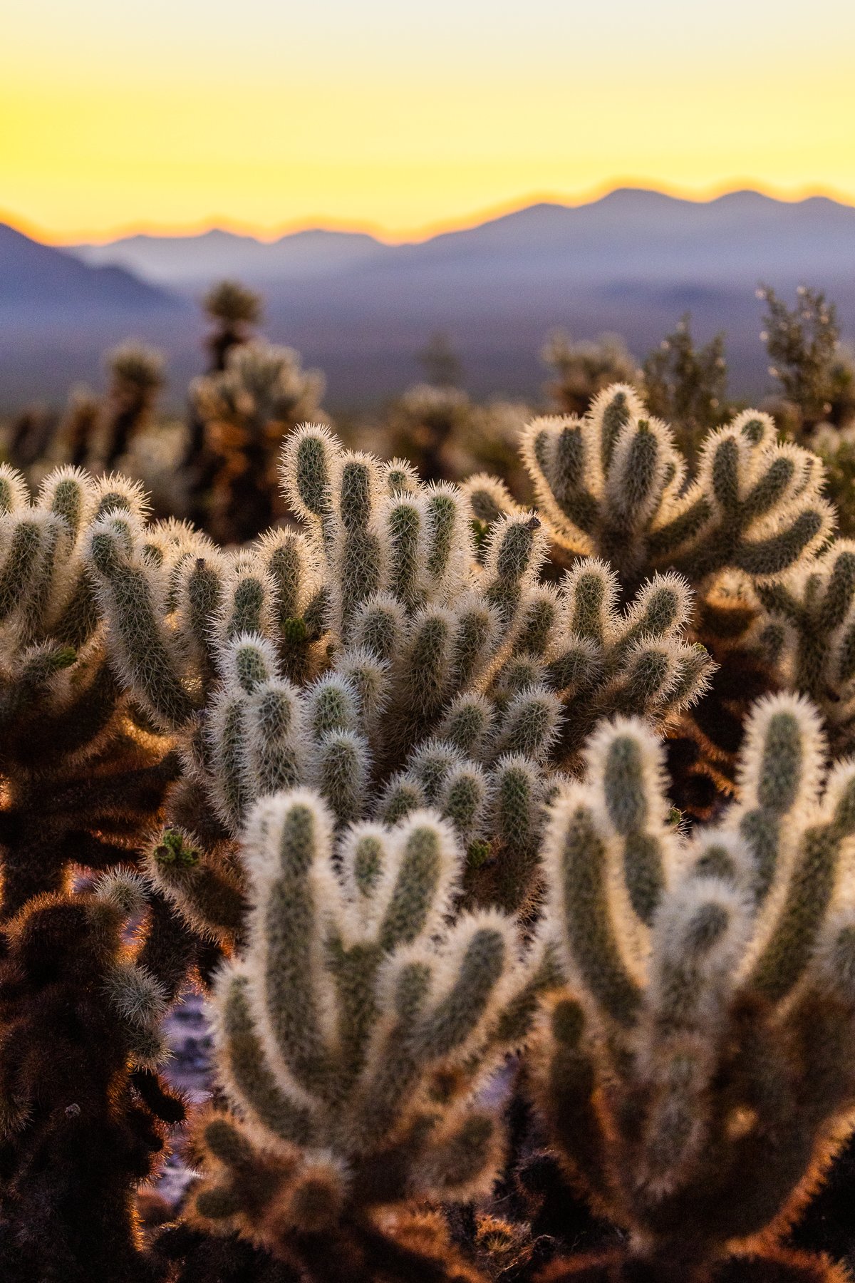 dawn-cholla-cactus-garden-joshua-tree-national-park-sunrise-golden-light-landscapes.jpg