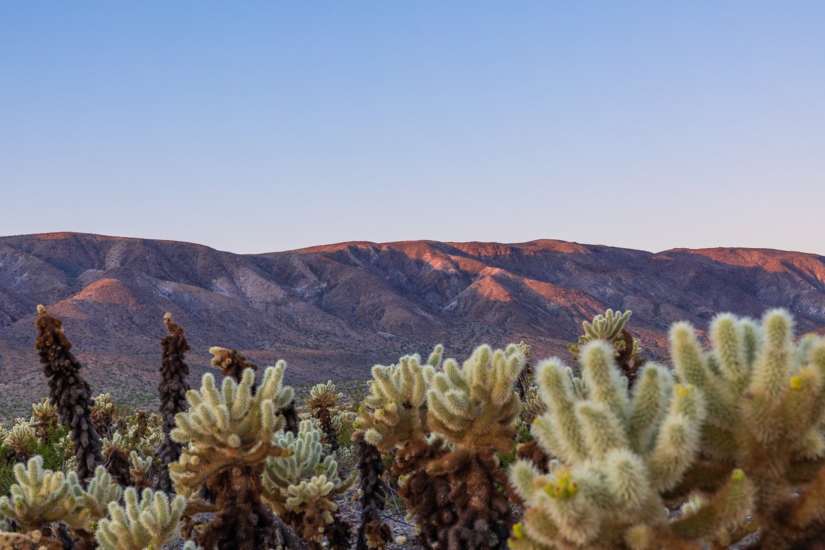dawn-mountain-sunrise-light-mountains-cholla-cactus-garden-joshua-tree-national-park.jpg