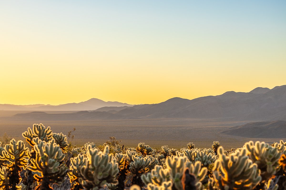 dawn-sunrise-cholla-cactus-teddybear-teddy-bear-cacti-joshua-tree-national-park-landscape-mountains-view.jpg