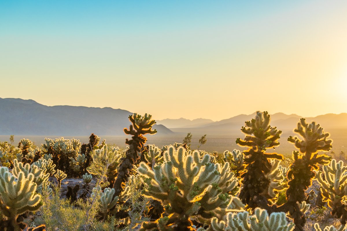 dawn-sunrise-joshua-tree-national-park-cholla-cactus-garden-landscape-view-mountains.jpg