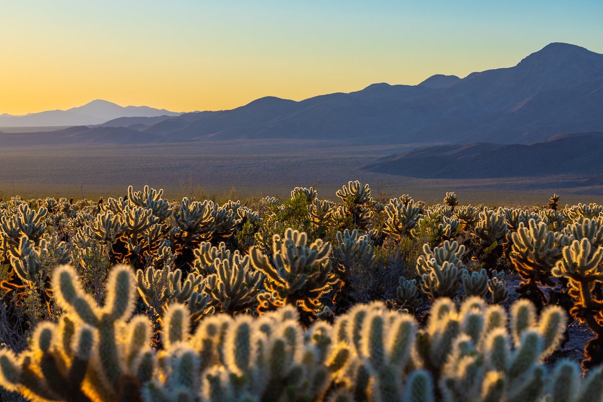 dawn-sunrise-joshua-tree-national-park-cholla-cactus-gardens-travel-landscapes-blog-post.jpg