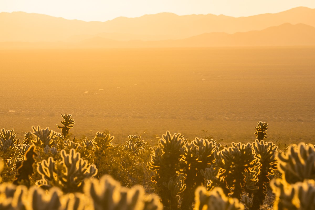 golden-backlit-light-teddy-bear-cholla-cactus-garden-sunrise-joshua-tree-national-park-landscapes-photo-blog-post.jpg