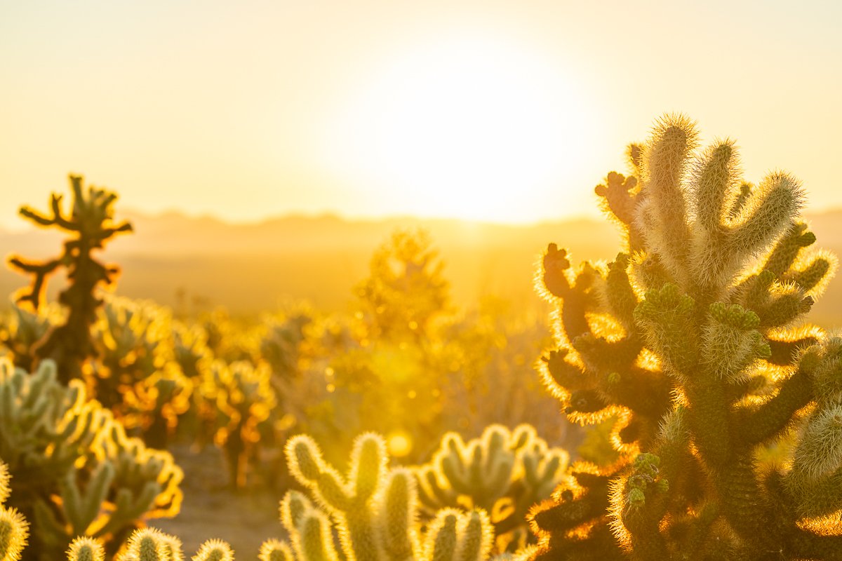 golden-hour-cholla-cactus-garden-joshua-tree-national-park-photography-photographer-travel-US-california.jpg