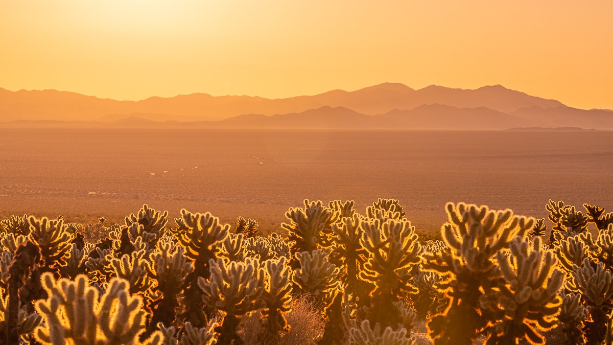 golden-hour-sunrise-red-orange-fine-art-print-photography-landscape-cholla-cactus-gardens.jpg
