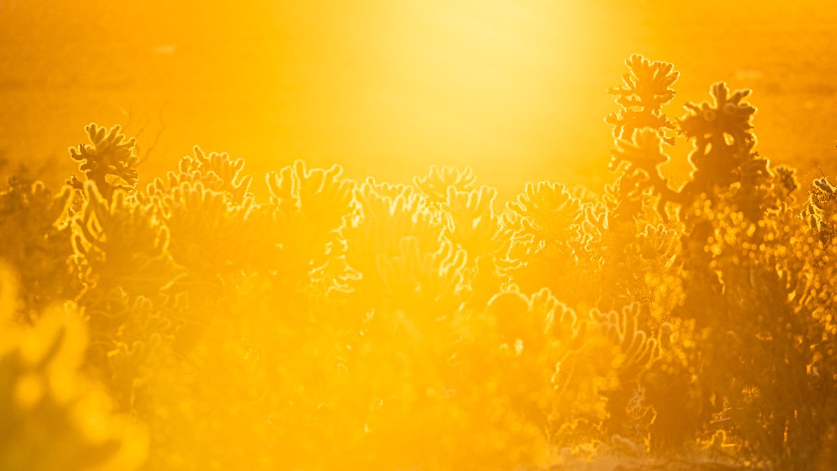 golden-light-hour-cholla-cactus-garden-teddybear-cacti-teddy-bear-joshua-tree-national-park-fine-art-print-sale-images.jpg