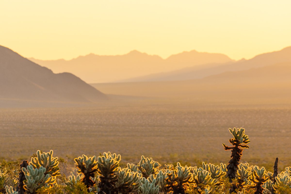 golden-light-sunrise-cactus-garden-joshua-tree-national-park-mojave-desert-sonoran-desert.jpg