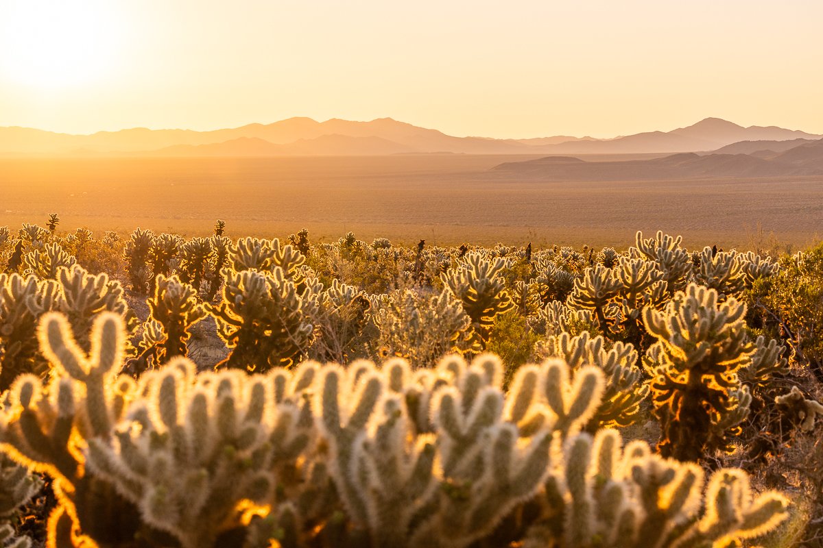 golden-sonoran-desert-landscape-cactus-cholla-teddy-bear-joshua-tree-national-park-fine-art-prints.jpg