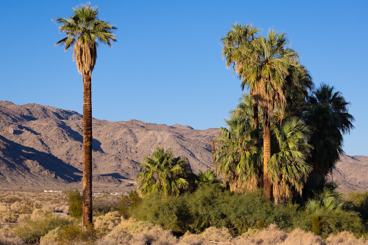 fortynine-palms-oasis-joshua-tree-national-park-morning-walk-loop-north-corner.jpg