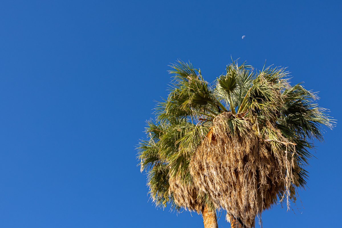 fortynine-palms-oasis-palm-moon-early-morning-loop-walk-joshua-tree-national-park-USA-US-california-southern.jpg