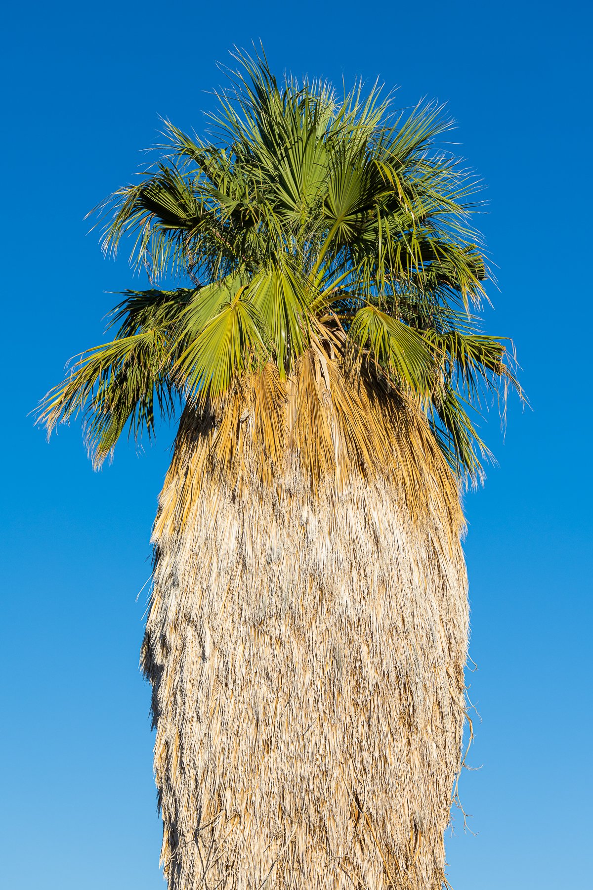 fortynine-palms-oasis-palm-tree-national-park-joshua-tree-visitor-centre-walk-morning-loop.jpg